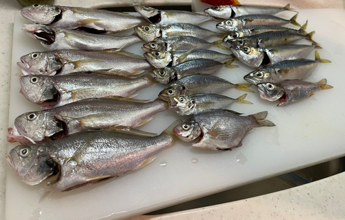 サバの釣果