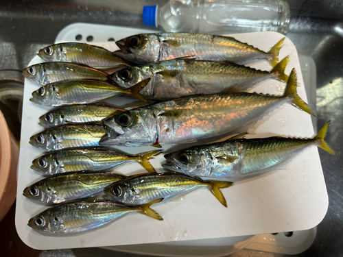 アジの釣果