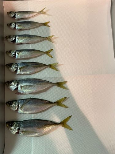 アジの釣果