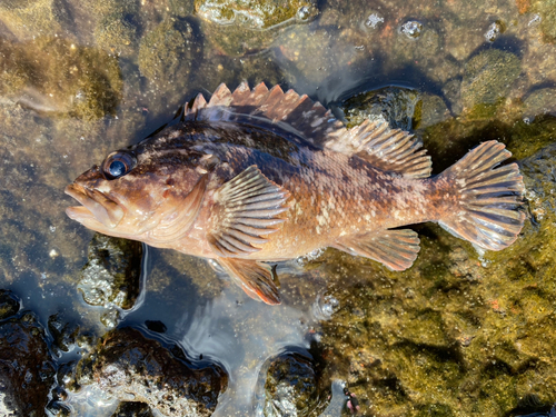 ハチガラの釣果