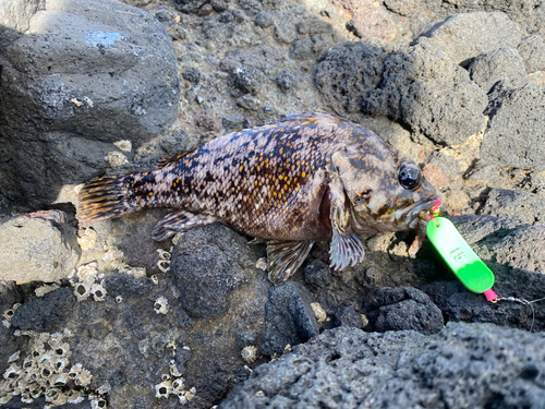 ハチガラの釣果