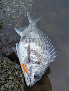 キビレの釣果