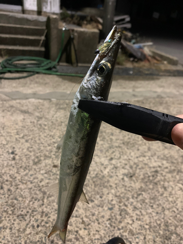 カマスの釣果