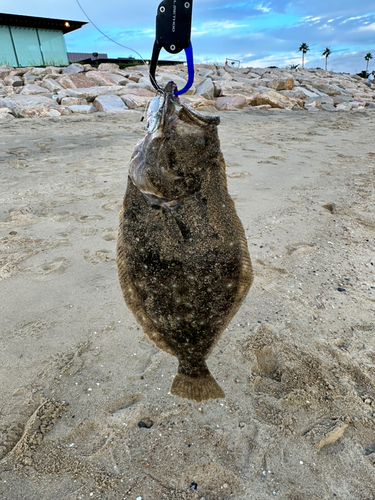 ヒラメの釣果