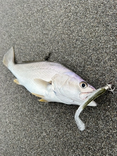 ニベの釣果