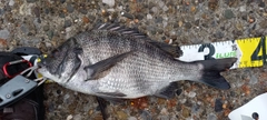 チヌの釣果