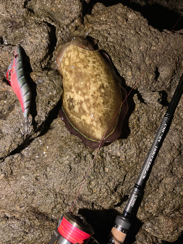 モンゴウイカの釣果