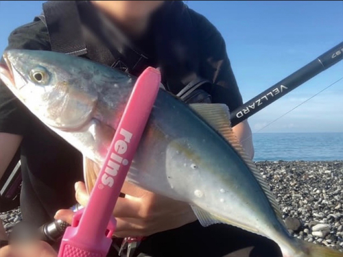 ワカシの釣果