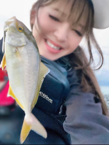 ショゴの釣果