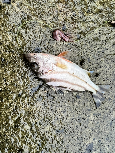 コトヒキの釣果