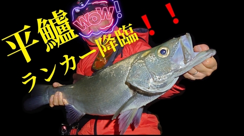 ヒラスズキの釣果