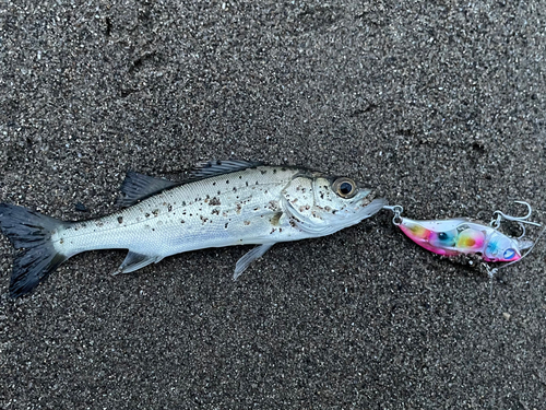 セイゴ（マルスズキ）の釣果