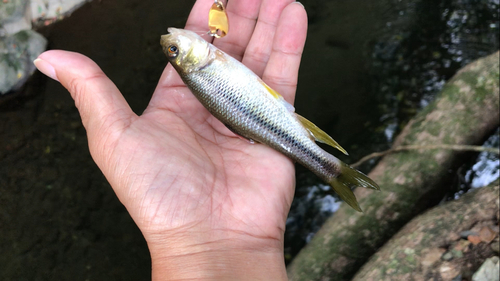 カワムツの釣果