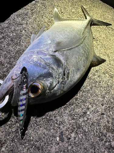 ロウニンアジの釣果