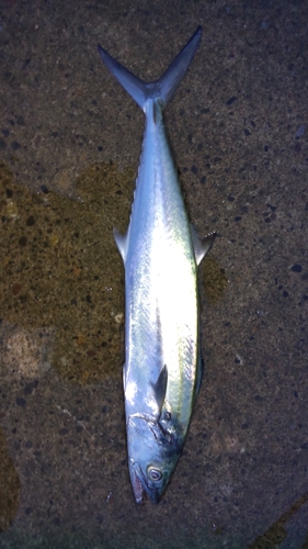 サゴシの釣果