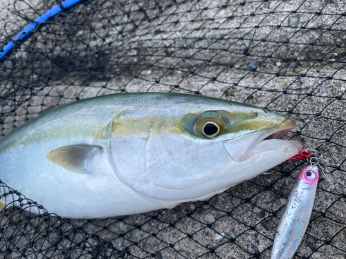 ハマチの釣果