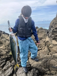 ヒラマサの釣果