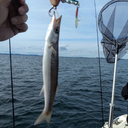 カマスの釣果