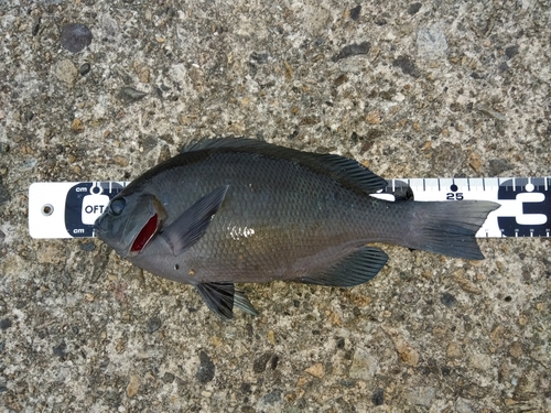 クチブトグレの釣果