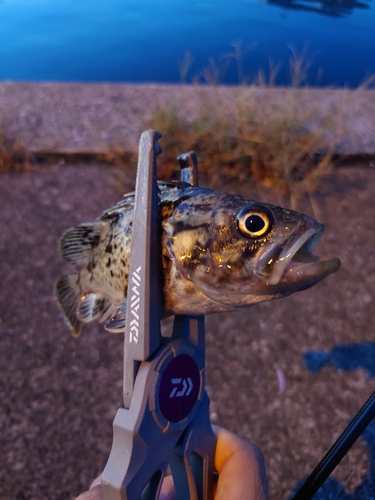 タケノコメバルの釣果