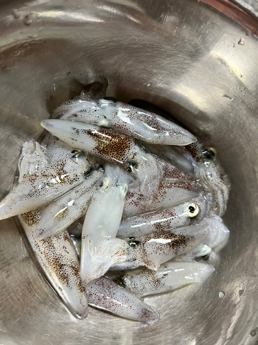 ヒイカの釣果