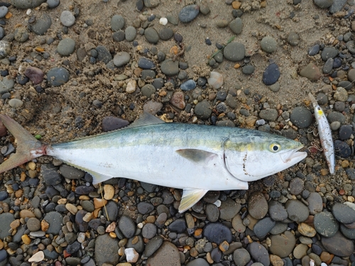 イナダの釣果