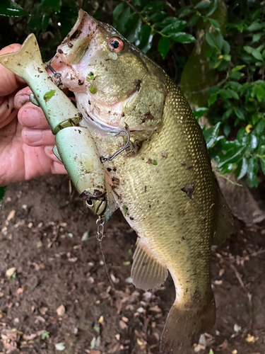 ラージマウスバスの釣果