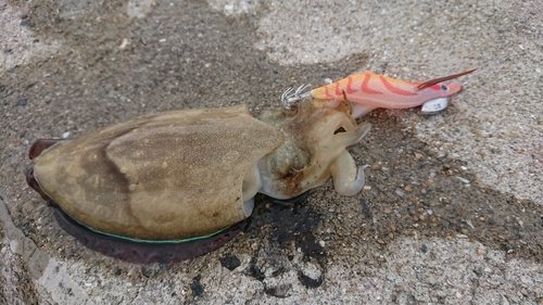 コウイカの釣果