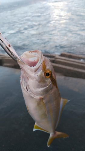 ショゴの釣果