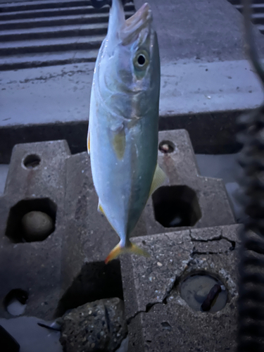 ツバイソの釣果