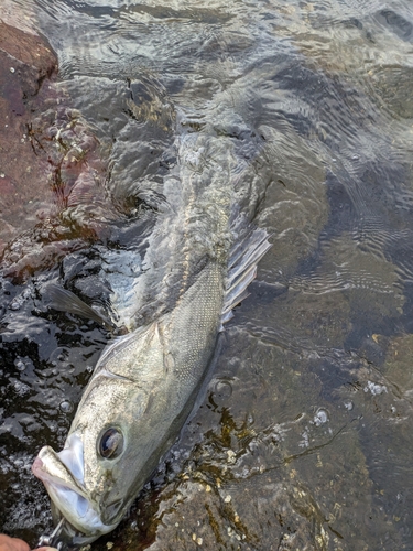 スズキの釣果