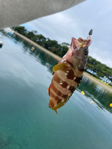 マハタの釣果