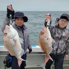 マダイの釣果