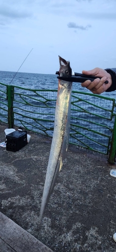 タチウオの釣果