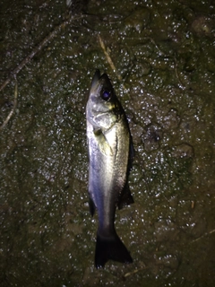 スズキの釣果