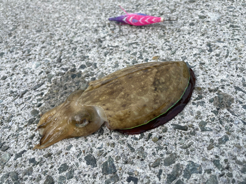 モンゴウイカの釣果