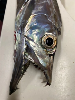 タチウオの釣果