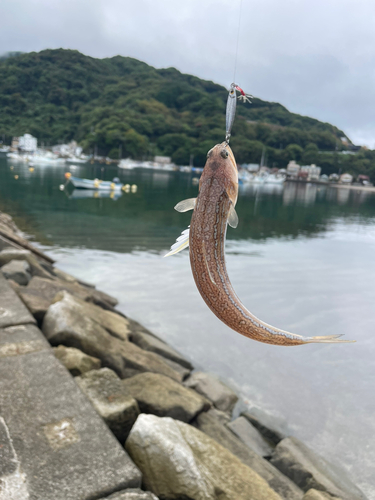 エソの釣果