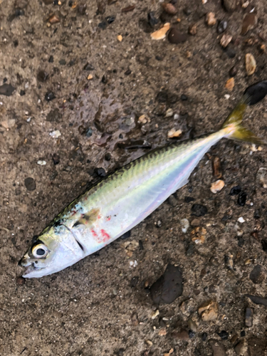 サバの釣果