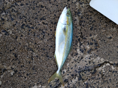 ツバスの釣果