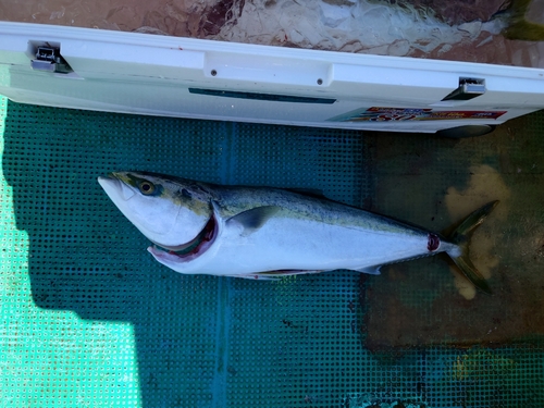 ブリの釣果