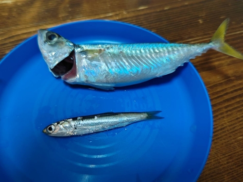 カタクチイワシの釣果