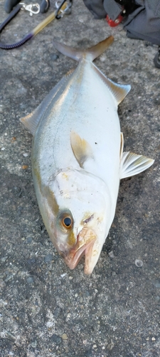 ショゴの釣果