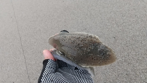 シタビラメの釣果