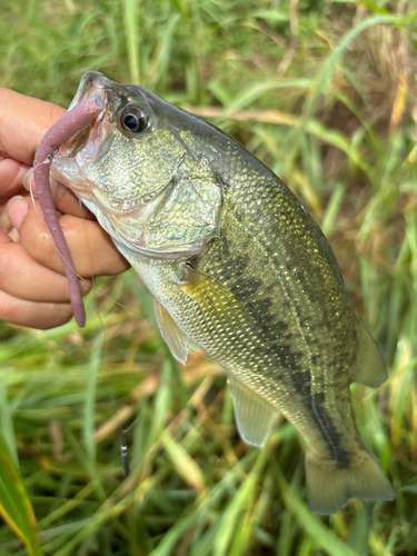 ラージマウスバスの釣果