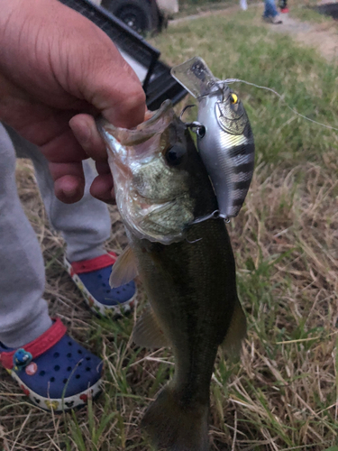 ラージマウスバスの釣果