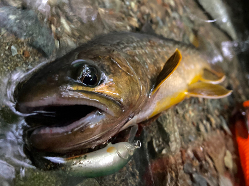 イワナの釣果