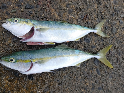 ツバイソの釣果