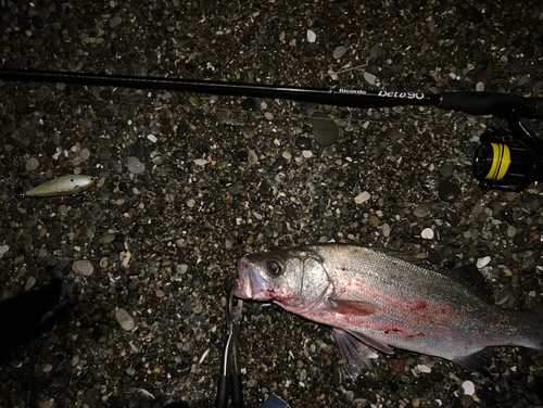 ヒラスズキの釣果