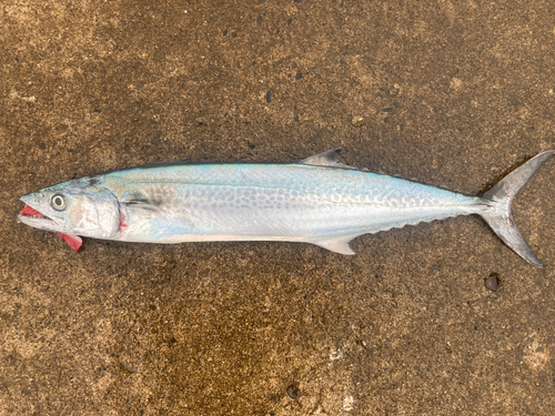 サゴシの釣果